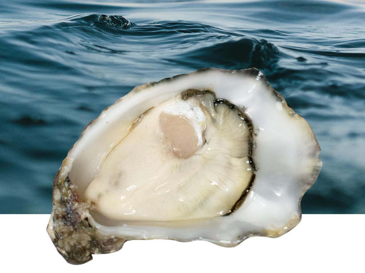 oester wild atlantic